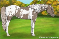 Horse Color:White Spotted Silver Grullo Tobiano Appaloosa Brindle