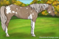Horse Color:White Spotted Silver Grullo Tobiano Brindle