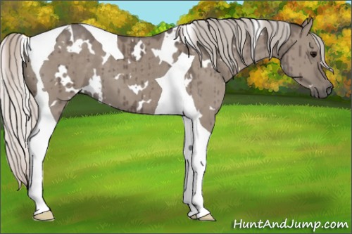 Horse Color:White Spotted Silver Grullo Tobiano Brindle
