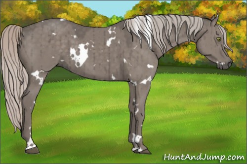 Horse Color:White Spotted Silver Grullo Brindle 
