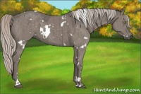Horse Color:White Spotted Silver Grullo Brindle