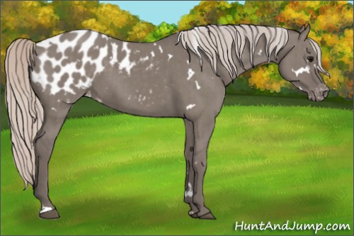 Horse Color:White Spotted Silver Grullo Blanket Brindle