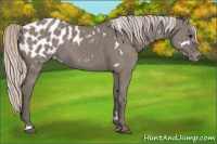 Horse Color:White Spotted Silver Grullo Blanket Brindle 