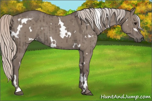 Horse Color:White Spotted Silver Grullo Brindle 