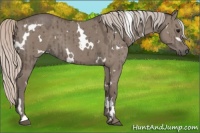 Horse Color:White Spotted Silver Grullo Brindle 