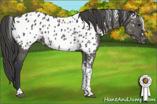 Horse Color:White Spotted Grullo Tobiano Near Leopard Brindle