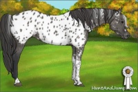 Horse Color:White Spotted Grullo Tobiano Appaloosa Brindle