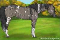 Horse Color:White Spotted Grullo Tobiano Appaloosa Brindle 