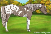 Horse Color:White Spotted Silver Grullo Tobiano Blanket Brindle