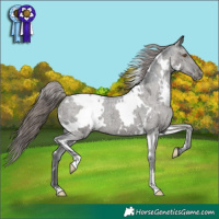 Horse Color:White Spotted Grullo Appaloosa Brindle