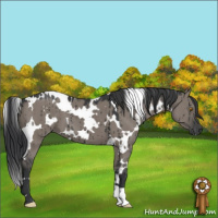 Horse Color:White Spotted Grullo Brindle 