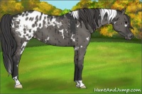 Horse Color:White Spotted Grullo Appaloosa Brindle