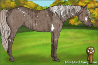 Horse Color:White Spotted Silver Grullo Brindle 