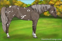 Horse Color:White Spotted Silver Grullo Tobiano Brindle