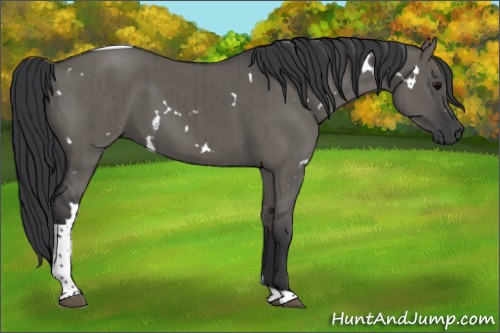 Horse Color:White Spotted Grullo Tobiano Brindle 