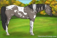 Horse Color:White Spotted Grullo Tobiano Brindle