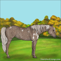Horse Color:White Spotted Silver Grullo Brindle 