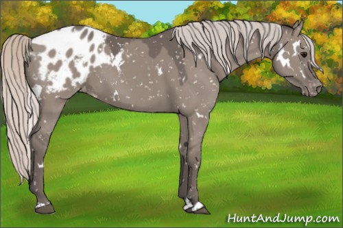 Horse Color:White Spotted Silver Grullo Blanket