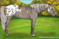 Horse Color:White Spotted Silver Grullo Appaloosa