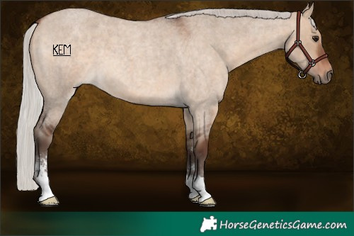 Horse Color:Silver Bay Roan Dun Sabino