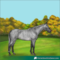 Horse Color:Gray Platinum Silver Buckskin Roan Varnish 