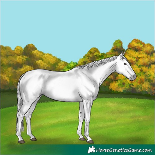 Horse Color:Gray Platinum Chocolate Brown 