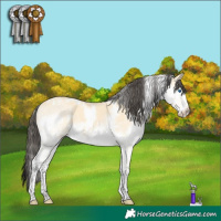 Horse Color:White Spotted Buckskin Splash 
