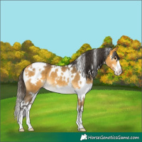 Horse Color:White Spotted Buckskin 
