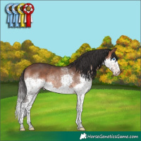 Horse Color:Bay Splash Rabicano 