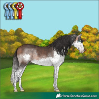 Horse Color:Bay Splash Rabicano