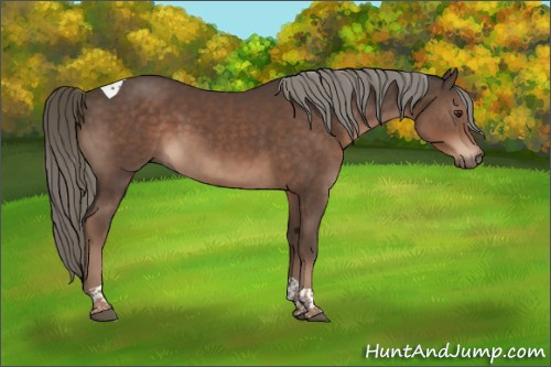 Horse Color:Liver Chestnut Mushroom Tobiano 