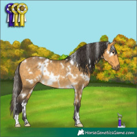 Horse Color:White Spotted Buckskin Rabicano