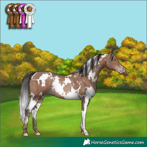 Horse Color:White Spotted Sable Champagne Rabicano