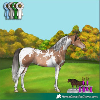 Horse Color:White Spotted Sable Champagne Tobiano Rabicano