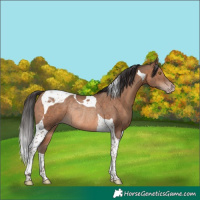 Horse Color:Sable Champagne Tobiano Rabicano 