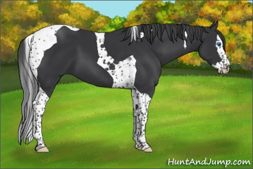 Horse Color:Black Splash Tobiano 