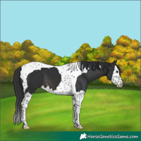 Horse Color:Brown Splash Tobiano
