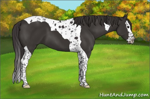 Horse Color:Smoky Black Splash Tobiano