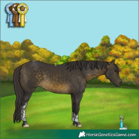 Horse Color:Buckskin Tobiano 