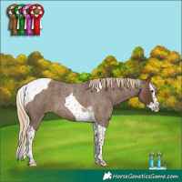 Horse Color:Chocolate Palomino Roan Splash Tobiano 
