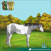 Horse Color:Smoky Blue Roan Splash Tobiano
