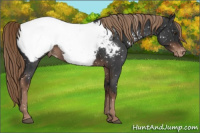 Horse Color:Liver Red Roan Snowcap