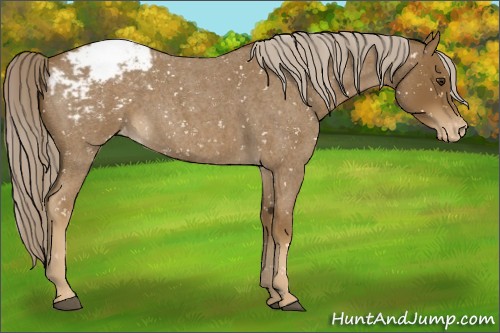 Horse Color:Chocolate Palomino Roan Appaloosa 