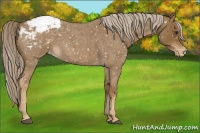 Horse Color:Chocolate Palomino Roan Appaloosa 