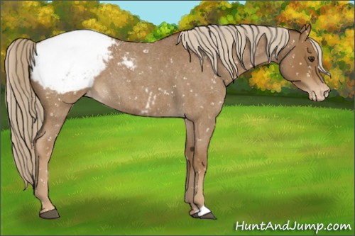 Horse Color:Chocolate Palomino Roan Appaloosa