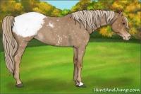 Horse Color:Chocolate Palomino Roan Snowcap 