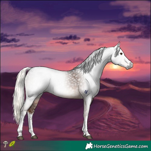 Horse Color:Gray White Spotted Liver Chestnut Mushroom Tobiano