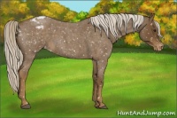Horse Color:Chocolate Palomino Roan Snowflake Varnish