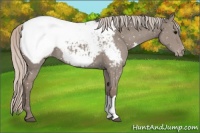 Horse Color:Silver Grullo Appaloosa