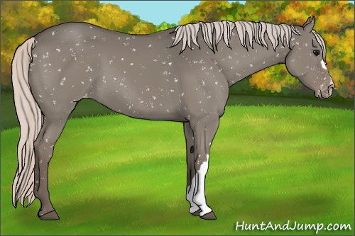 Horse Color:Silver Grullo Appaloosa 